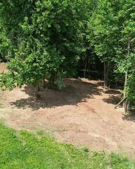 Underbrush cleared from beneath a stand of mature trees, with the grass line left untouched alongside it