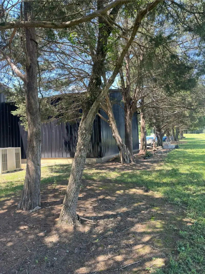 Cedars grown in tight against the side of a black metal barn, their limbs over the roofline