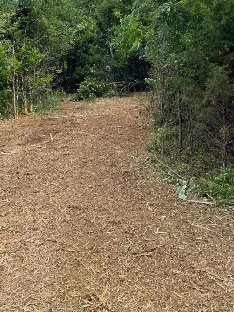 The cut edge of a wooded lot, dense growth still standing where the mulched ground stops