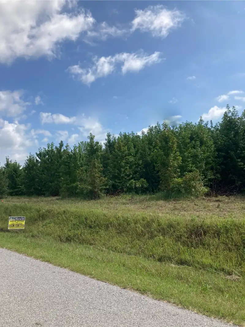 A dense wall of young saplings and scrub standing along a country road, with the Hewitt Forestry sign at the verge